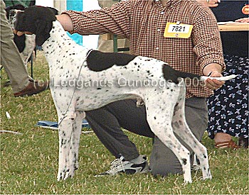 1st Junior and 1st Novice Dog